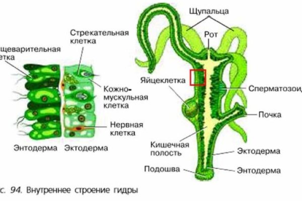 Кракен 12 сайт